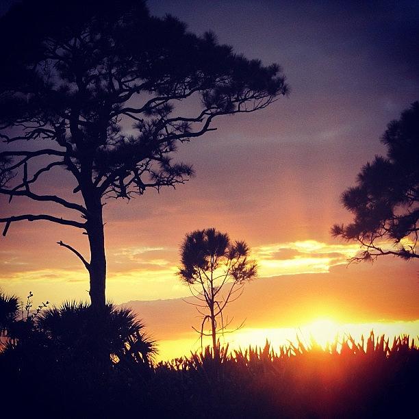 Sunset Photograph - #sunset #long #needle #pine #trees by Michael Hughes