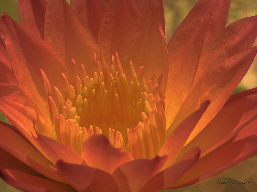 Sunset Lotus Photograph by Debra     Vatalaro