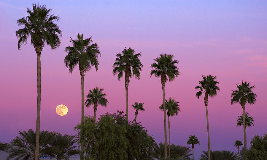 Sunset Moon Photograph by Dave Dilli
