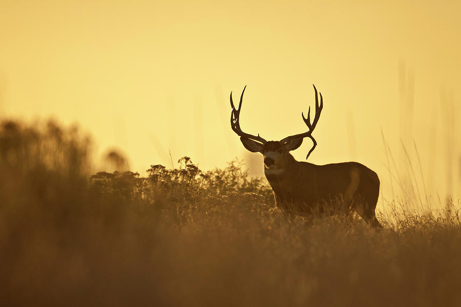 Sunset Mule Deer Buck Photograph by D Robert Franz
