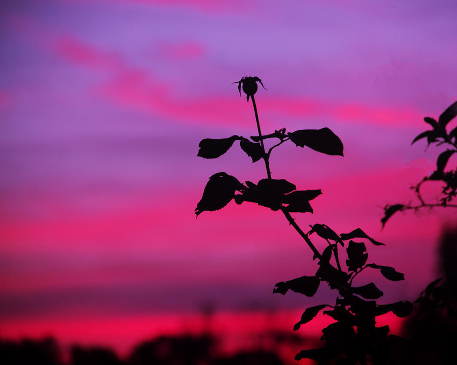 Sunset Photograph - Sunset of the Rose by Roger Wedegis