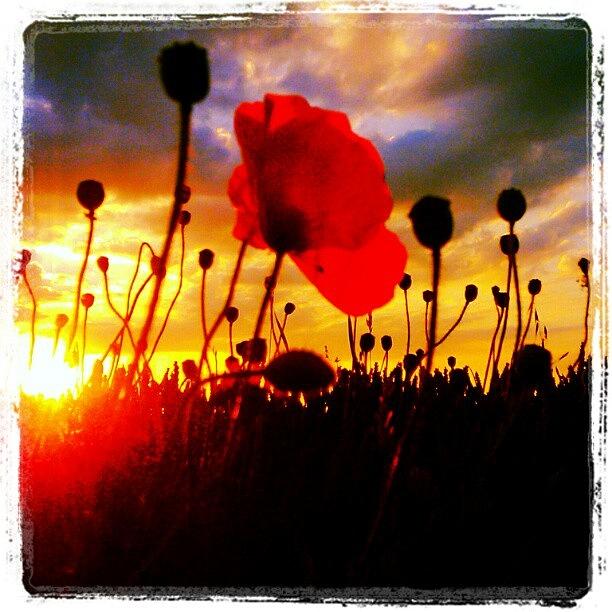 Poppy Photograph - Sunset On Poppies #red #poppy by Pete Carr
