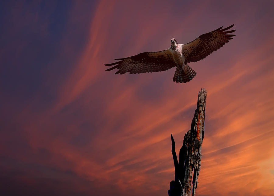 Sunset Osprey Photograph by Wade Aiken