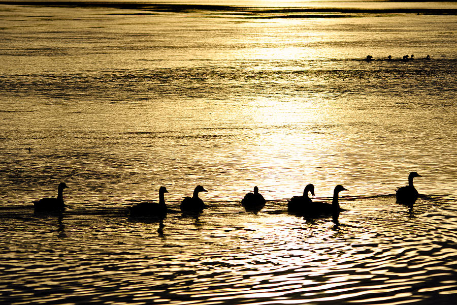 Yellowstone National Park Photograph - Sunset over Canada Geese by Joseph Rossi