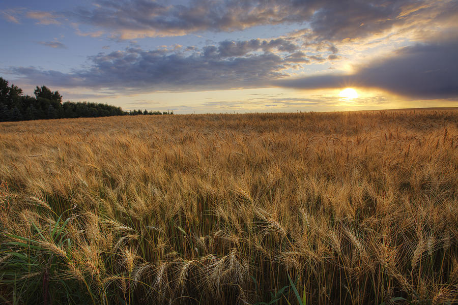 Sunset Over Field Of Ripe Barley Photograph by Dan Jurak