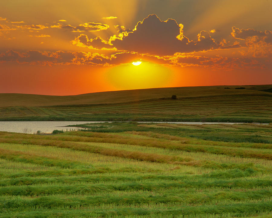 Sunset Over Harvested Canola Field Photograph by Yves Marcoux | Fine ...