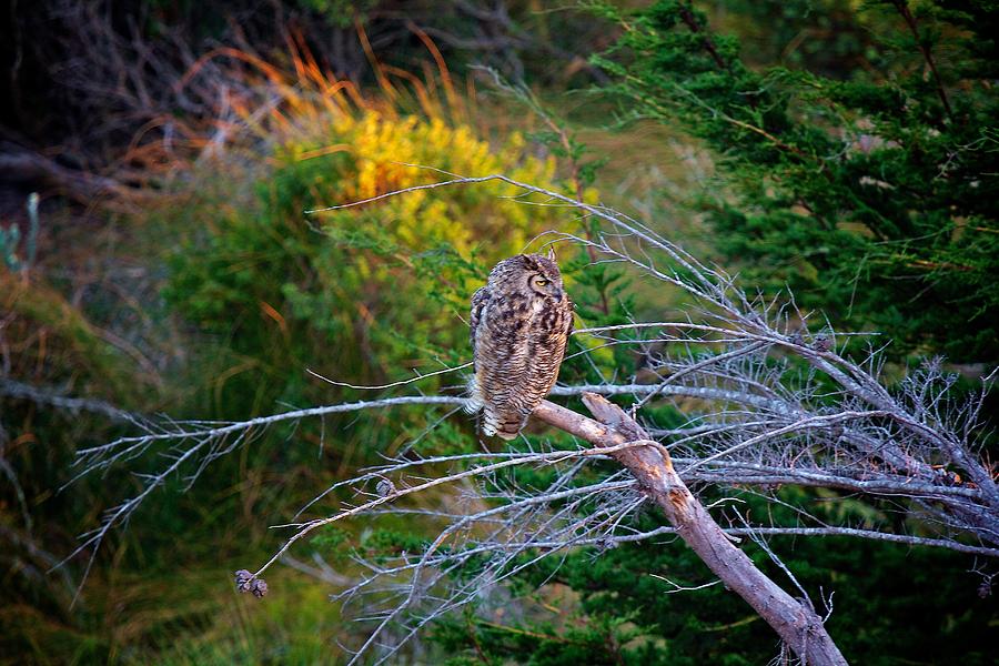 Sunset Owl Photograph by Joseph Urbaszewski