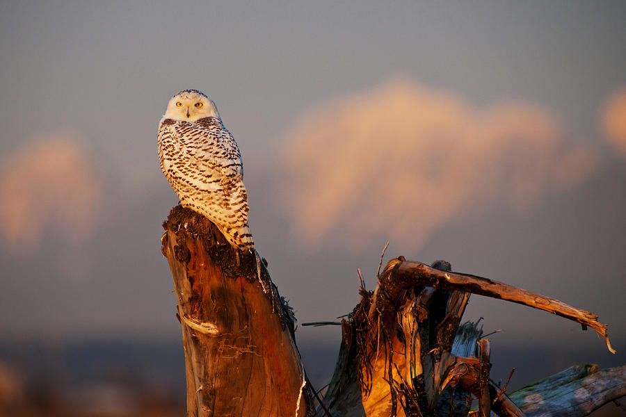 Sunset Owl Photograph by Yoshiki Nakamura