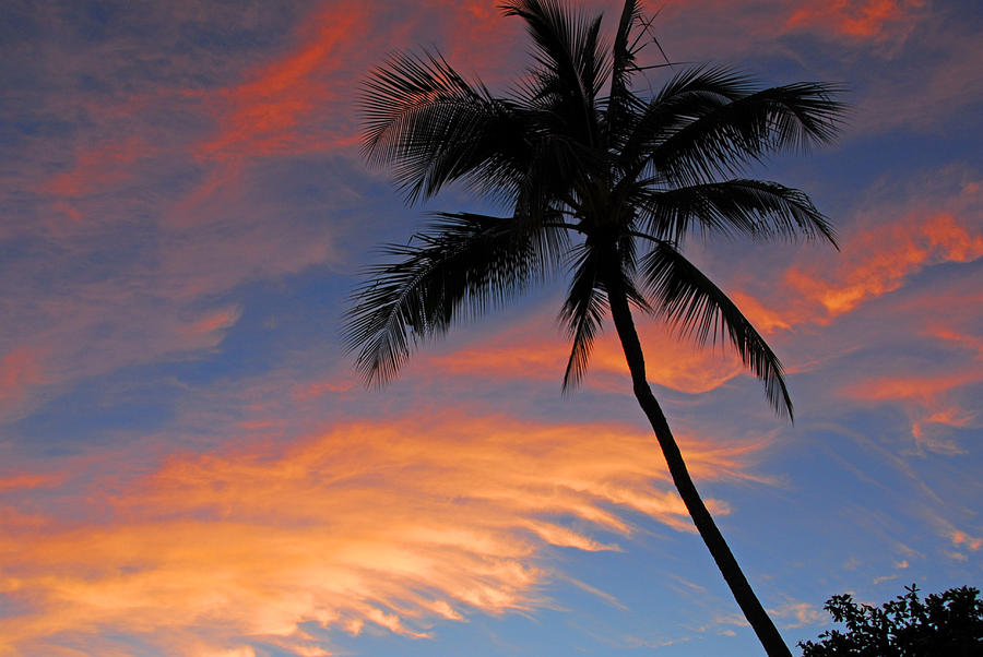 Sunset Palm Photograph by Lynn Bauer