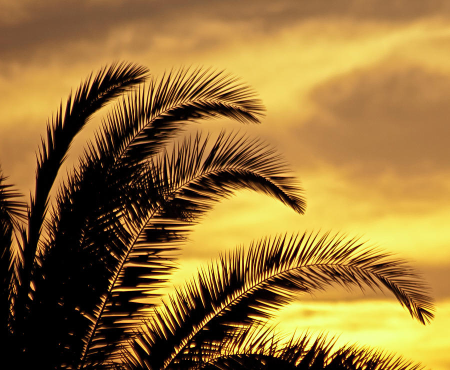 Sunset Photograph - Sunset Palms by Carolyn Marshall