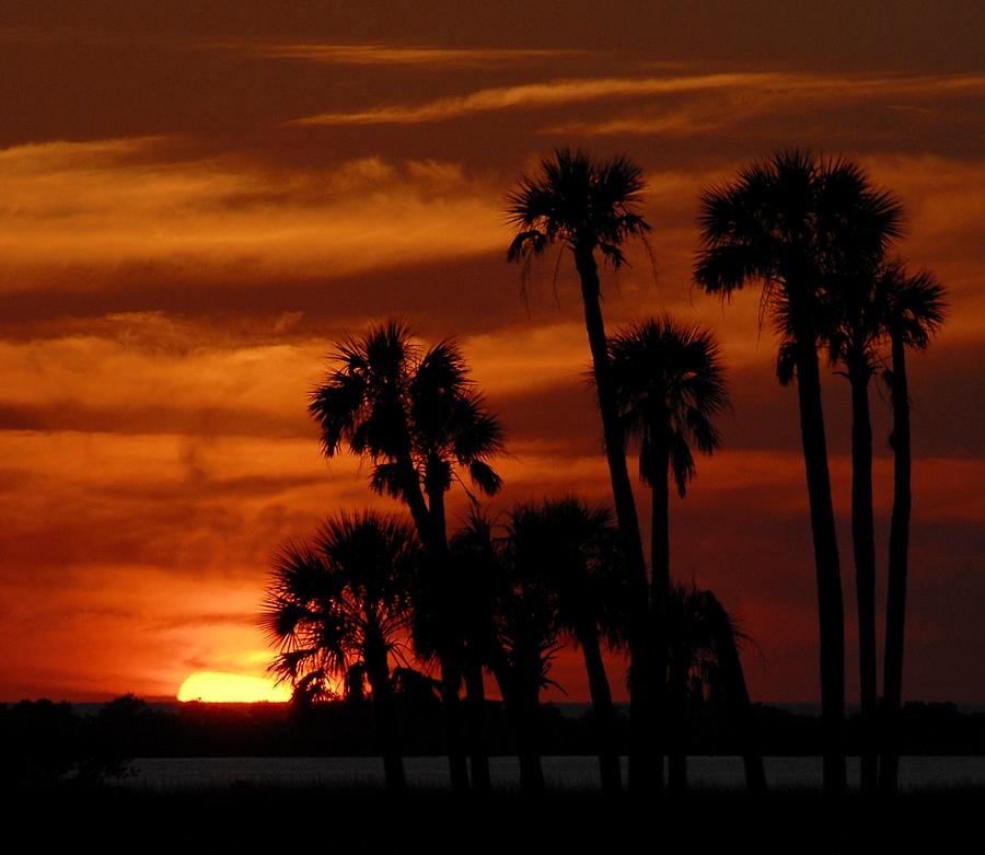 Sunset Palms Photograph by Kirk Stanley