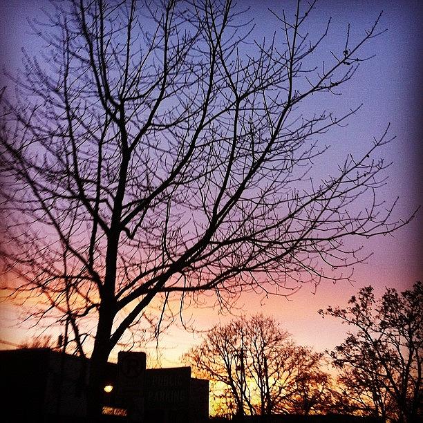 Portland Photograph - #sunset #pdx #dusk #trees #treebranches by Karen Clarke