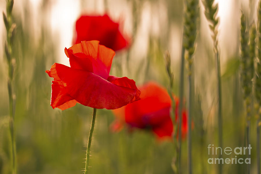 Sunset poppies. Photograph by Clare Bambers