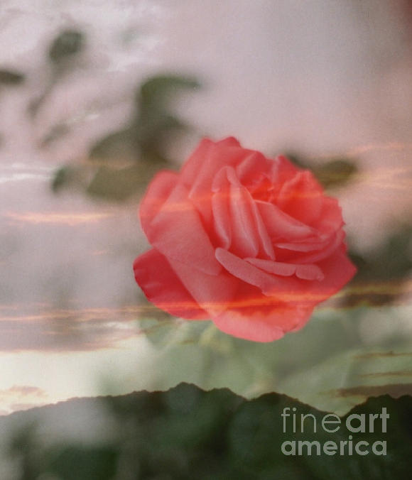 Sunset Rose Photograph by Kip Vidrine