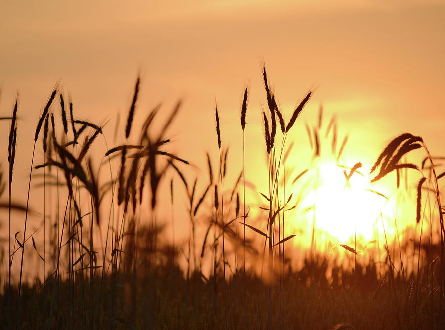 Sunset Rye Photograph by JD Grimes - Fine Art America