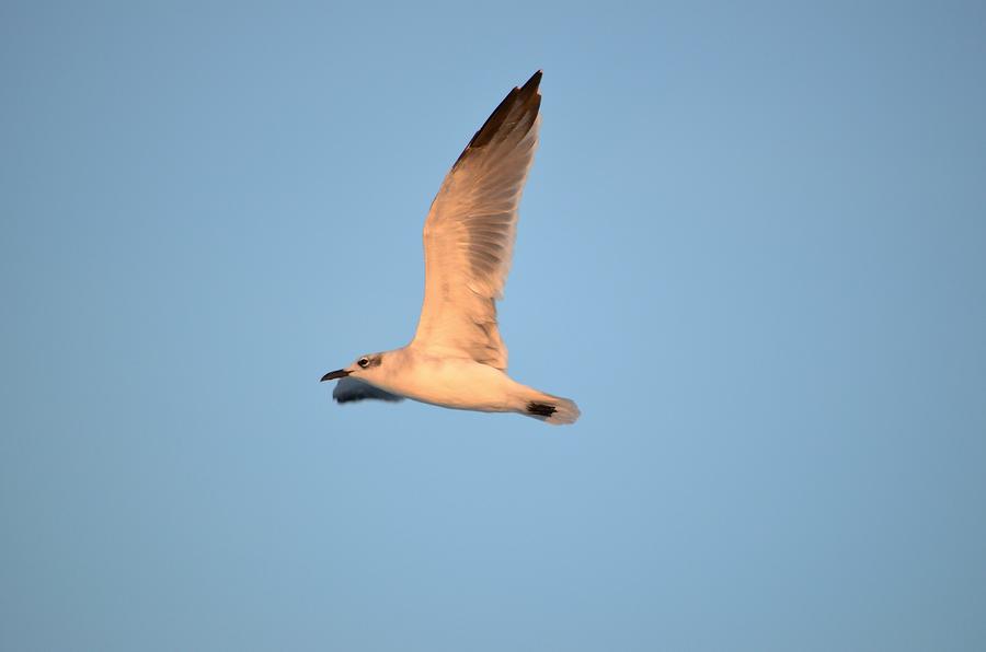 Sunset Seagull Photograph by Lynda Dawson-Youngclaus