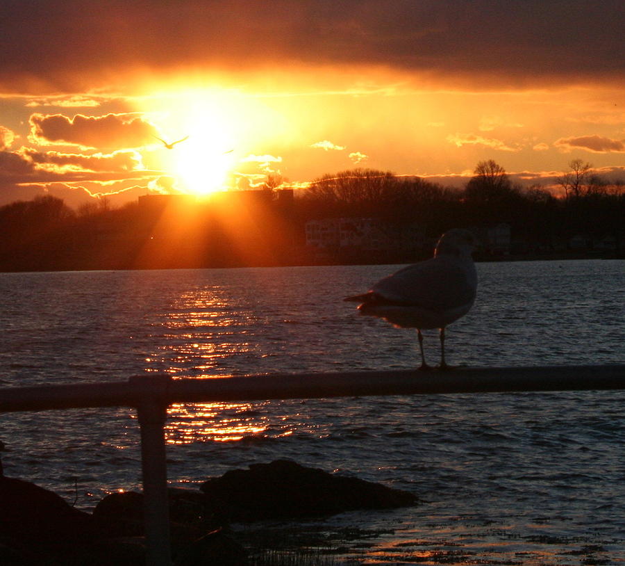 Sunset Photograph - Sunset Seagull by Stephen Melcher