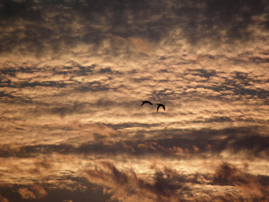 Sunset Serenade  Photograph by Kim Galluzzo Wozniak