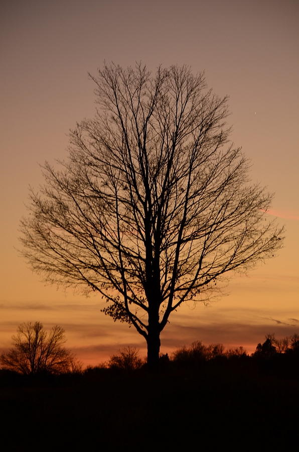 Sunset Silhouette Photograph by Cathy Shiflett