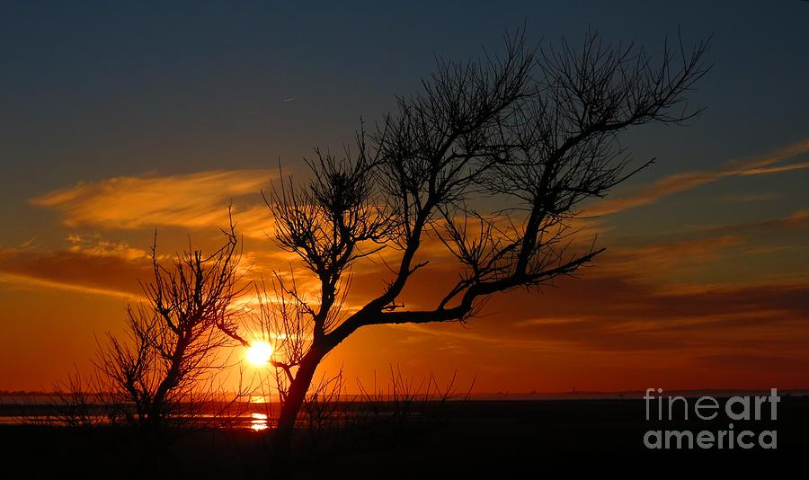 Sunset Silhouette Photograph by Rrrose Pix