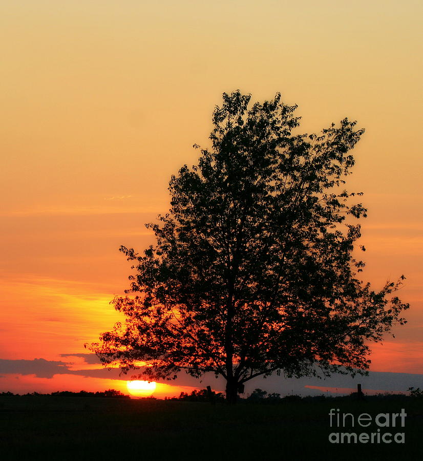 Square Photograph of a Fiery Orange Sunset and Tree Silhouette Photograph by Angela Rath