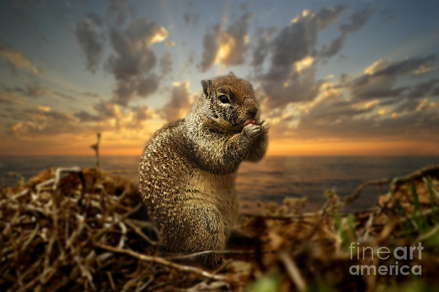 Sunset Squirrel Photograph by Daniel  Knighton