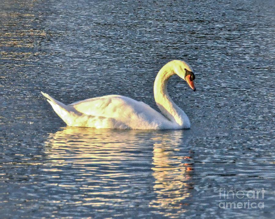 Sunset Swan Photograph by Carol  Bradley