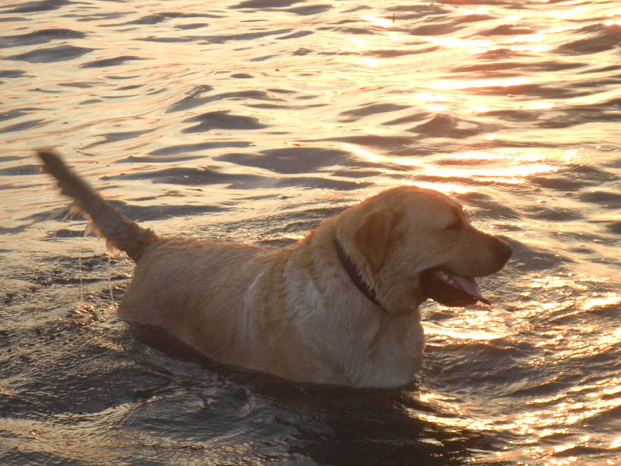 Dog Photograph - Sunset Swim by Kate Gallagher