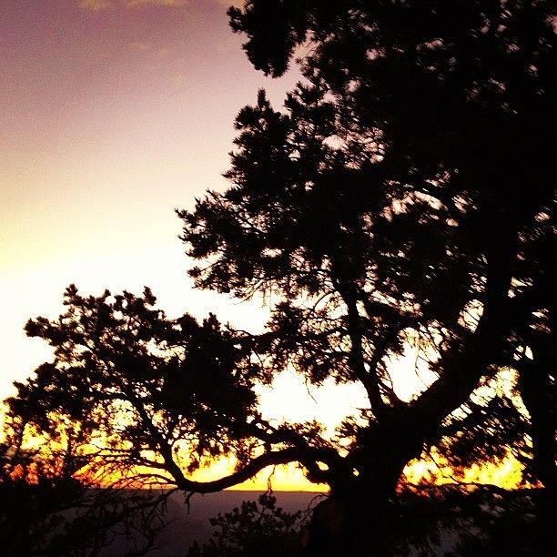 Sunset Photograph - Sunset Through A Tree, The Grand Canyon by Rachel Z