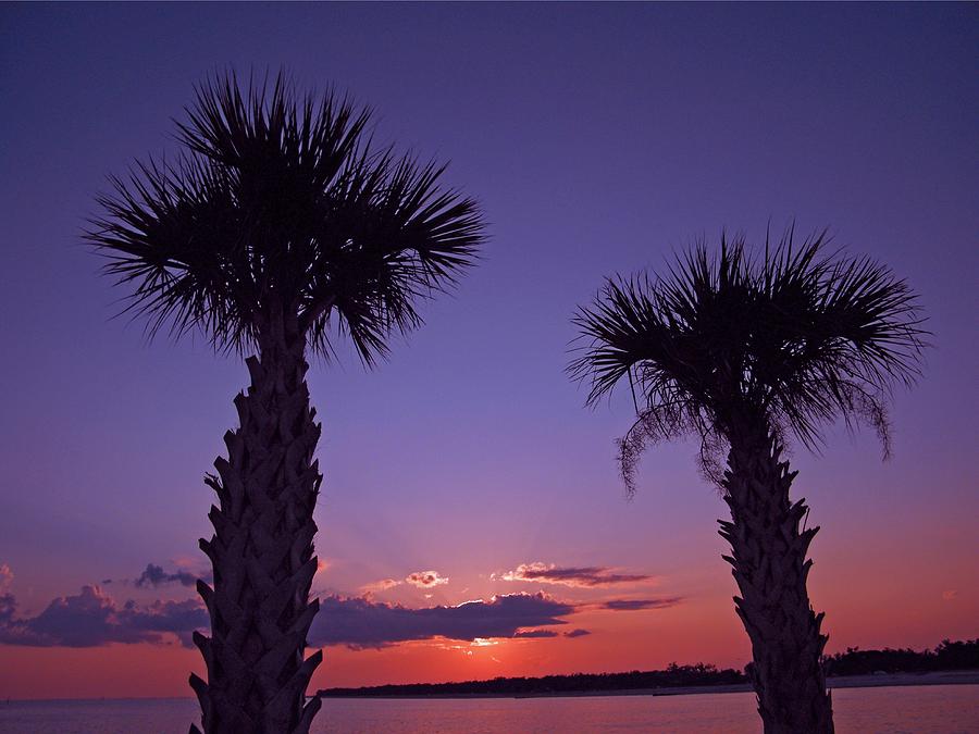 Sunset through the Palms Photograph by Brian Wright