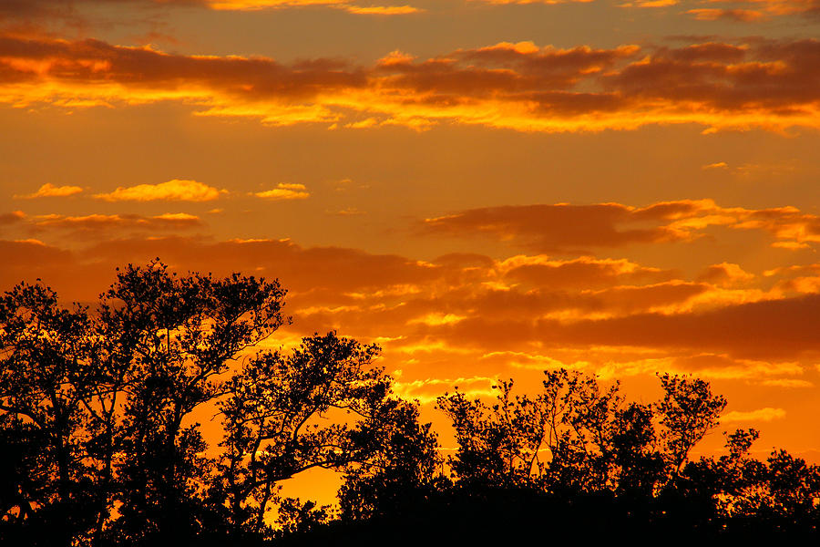 Sunset through the Trees Photograph by Rosalie Scanlon