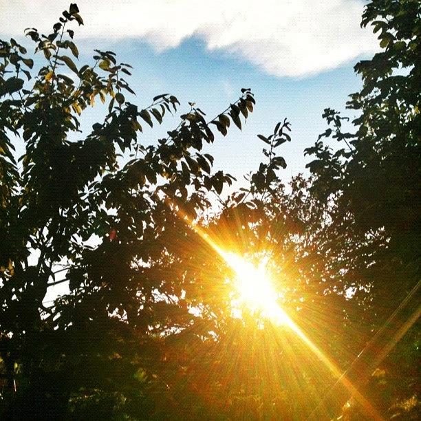 Summer Photograph - #sunset Through The #trees #tweegram by Roy Pearson-brown