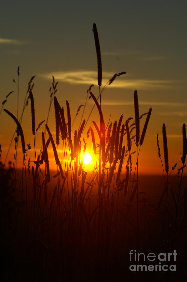 Sunset Thru the Reeds Photograph by Randy Harris