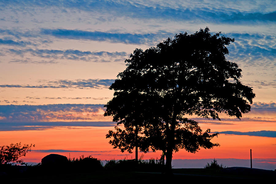 Sunset tree Photograph by David Freuthal