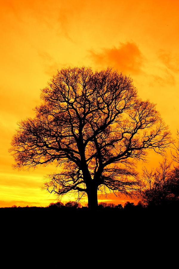 Sunset tree Photograph by Ed Lukas - Fine Art America