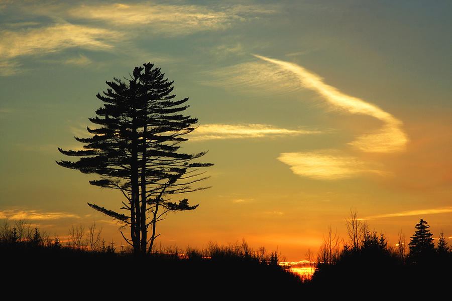 Sunset Tree Photograph by Jeff Galbraith