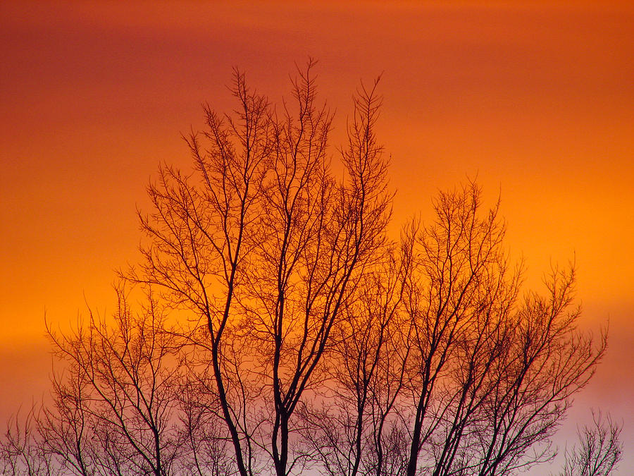 Sunset Trees Photograph by Rick Wicker