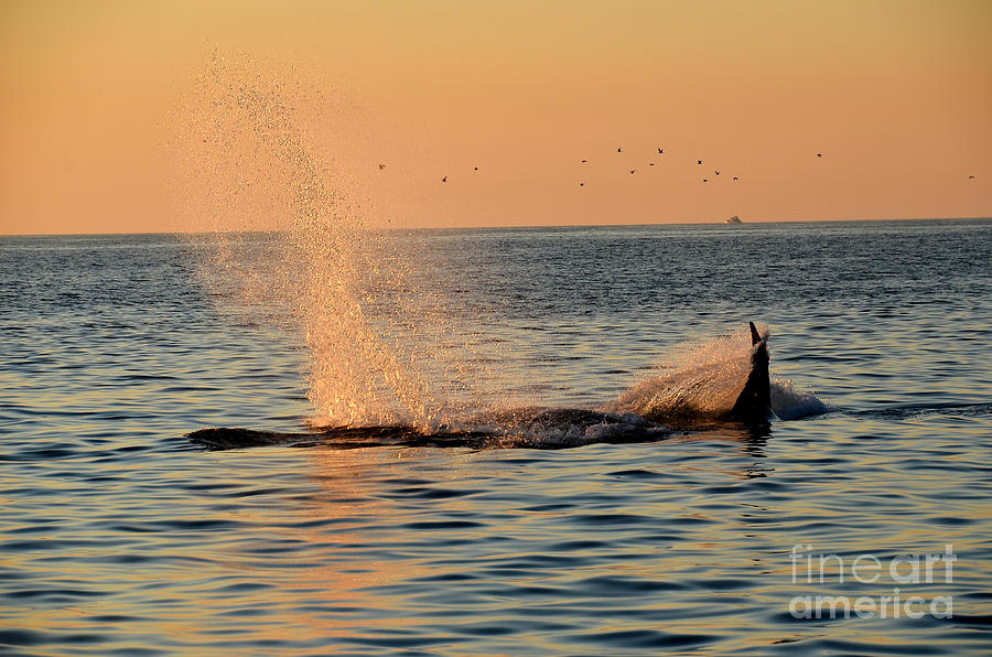 Sunset Whale  Photograph by Timothy OLeary