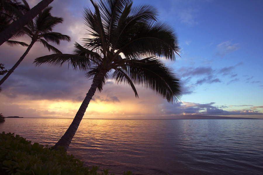 Sunset with Palms Photograph by Ron Dahlquist - Printscapes