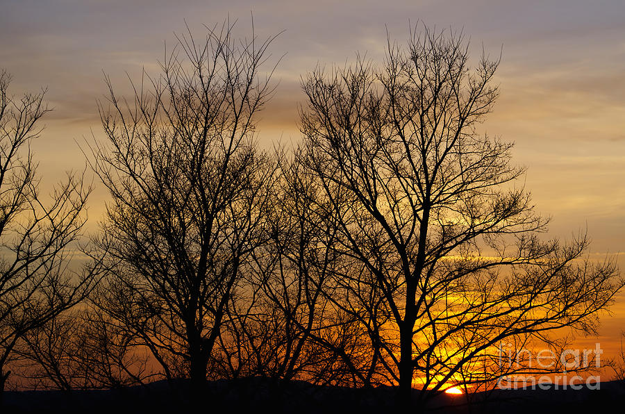 Sunset with trees Photograph by Mats Silvan