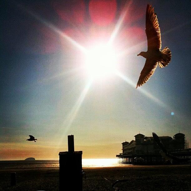 Feather Photograph - #sunset_madness #flight #seagull by Kevin Zoller