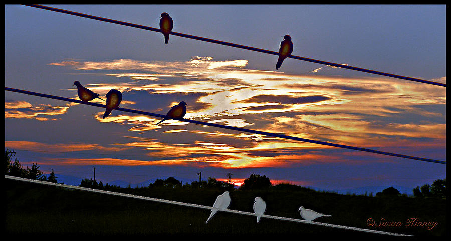 Sunsets and Birds Digital Art by Susan Kinney
