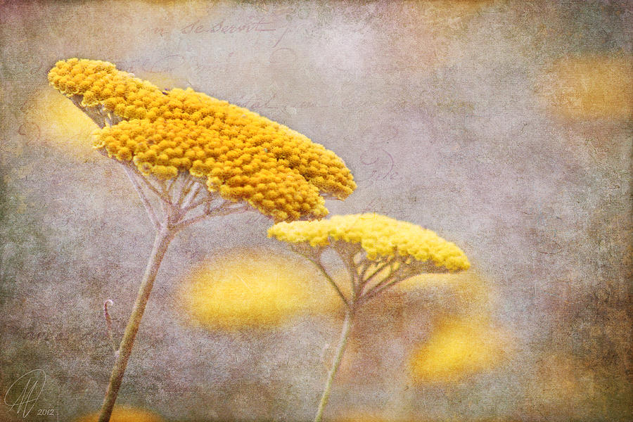 Flower Photograph - Sunshine Achillea by Margaret Hormann Bfa
