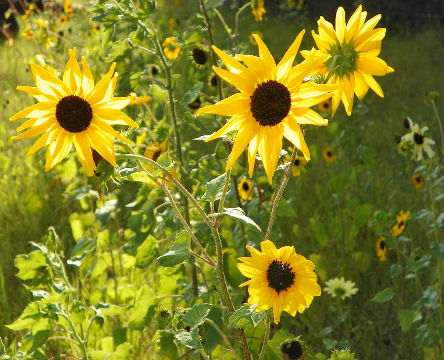 Sunshine and Sunflowers Photograph by Sheri McLeroy