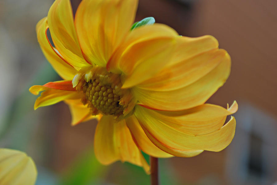 Flower Photograph - Sunshine Blooms in the Garden by Michelle Cruz