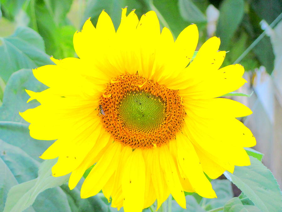 Sunflower Photograph - Sunshine Flower by Amy Bradley
