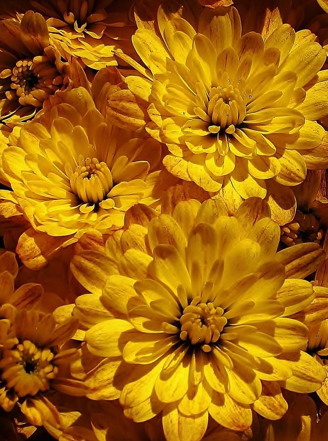 Nature Photograph - Sunshine Mums by Bruce Bley