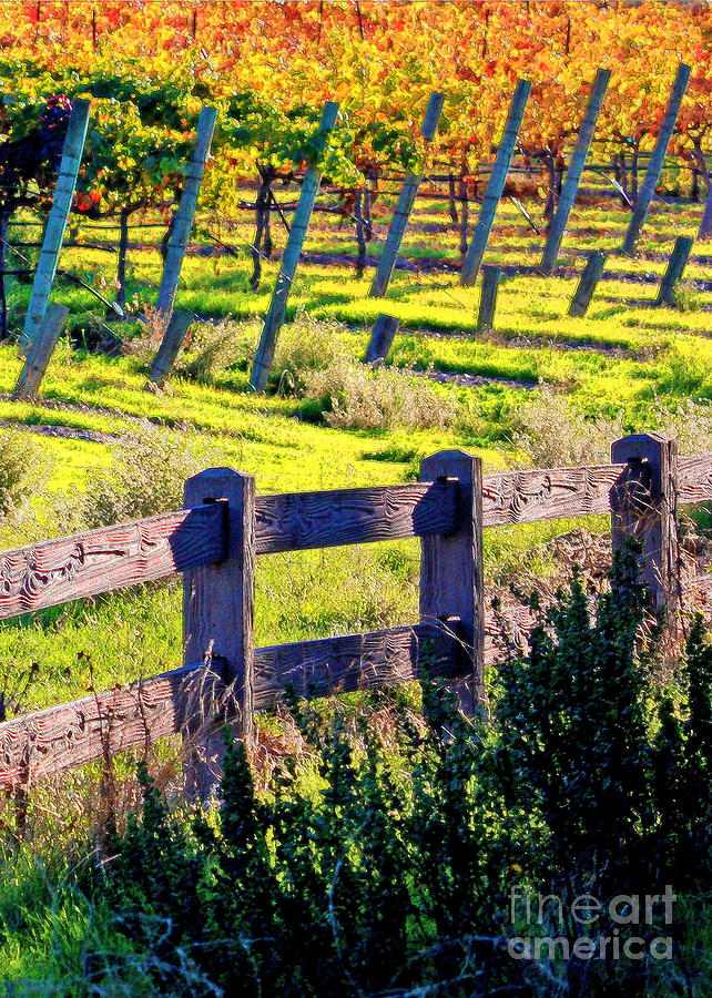 Sunshine On Fall Vineyard - Digital Painting Photograph