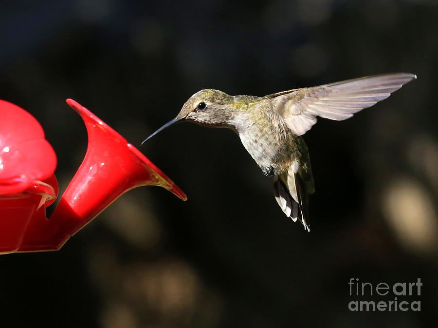 Sunshine on Hummingbird Photograph by Carol Groenen