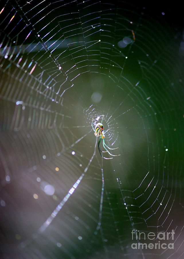 Sunshine on Swamp Spider Photograph by Carol Groenen